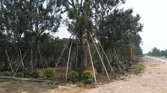 不斷追求完美,上海大景的實(shí)力派風(fēng)采